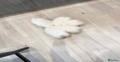 Pomeranian dogs - Advert 5