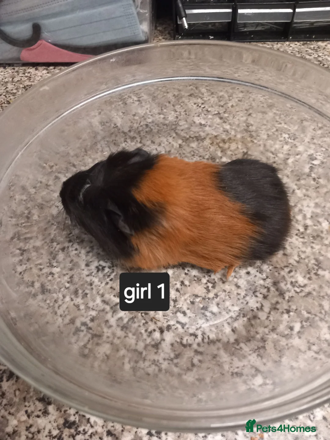 Guinea Pig rodents for sale: Baby guineapigs ready now - Advert 2