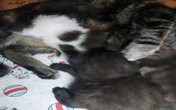 Mixed Breed cats for sale: 4 beautiful kittens - Image 15