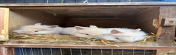 Lionhead rabbits for sale: 3x gorgeous fluffy lionhead bunnies ready to go  - Advert 11