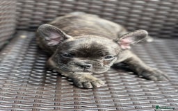 French Bulldog dogs for sale: 4 cute puppies looking for new loving homes - Image 6