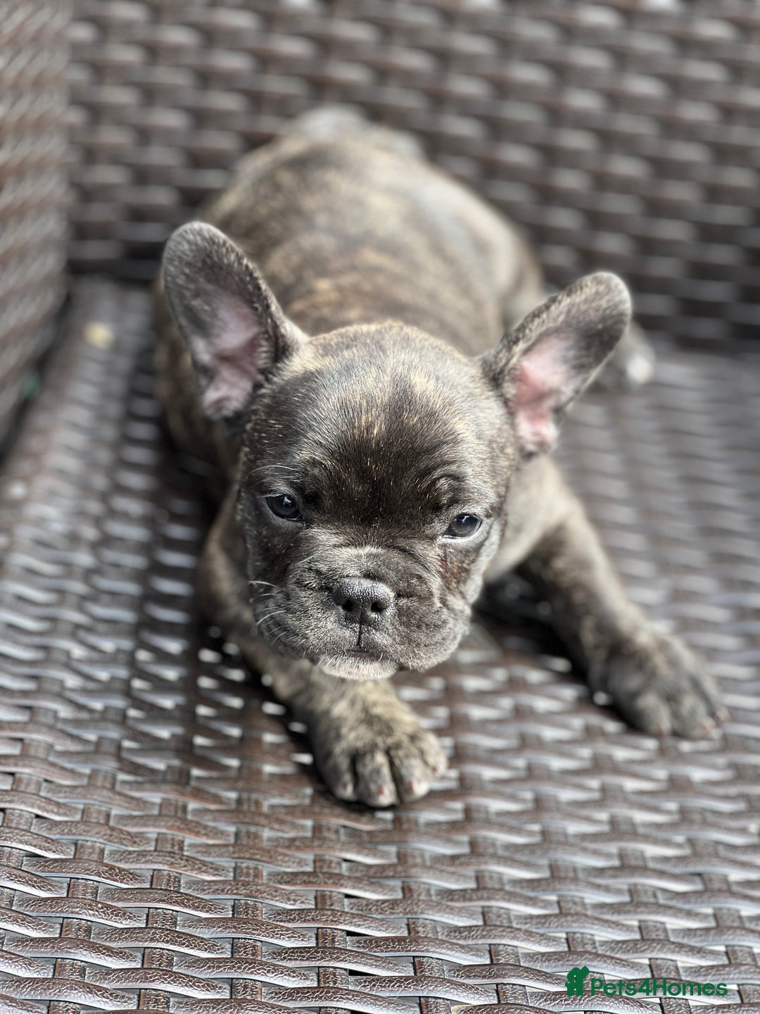 French Bulldog dogs for sale: 4 cute puppies looking for new loving homes - Image 6