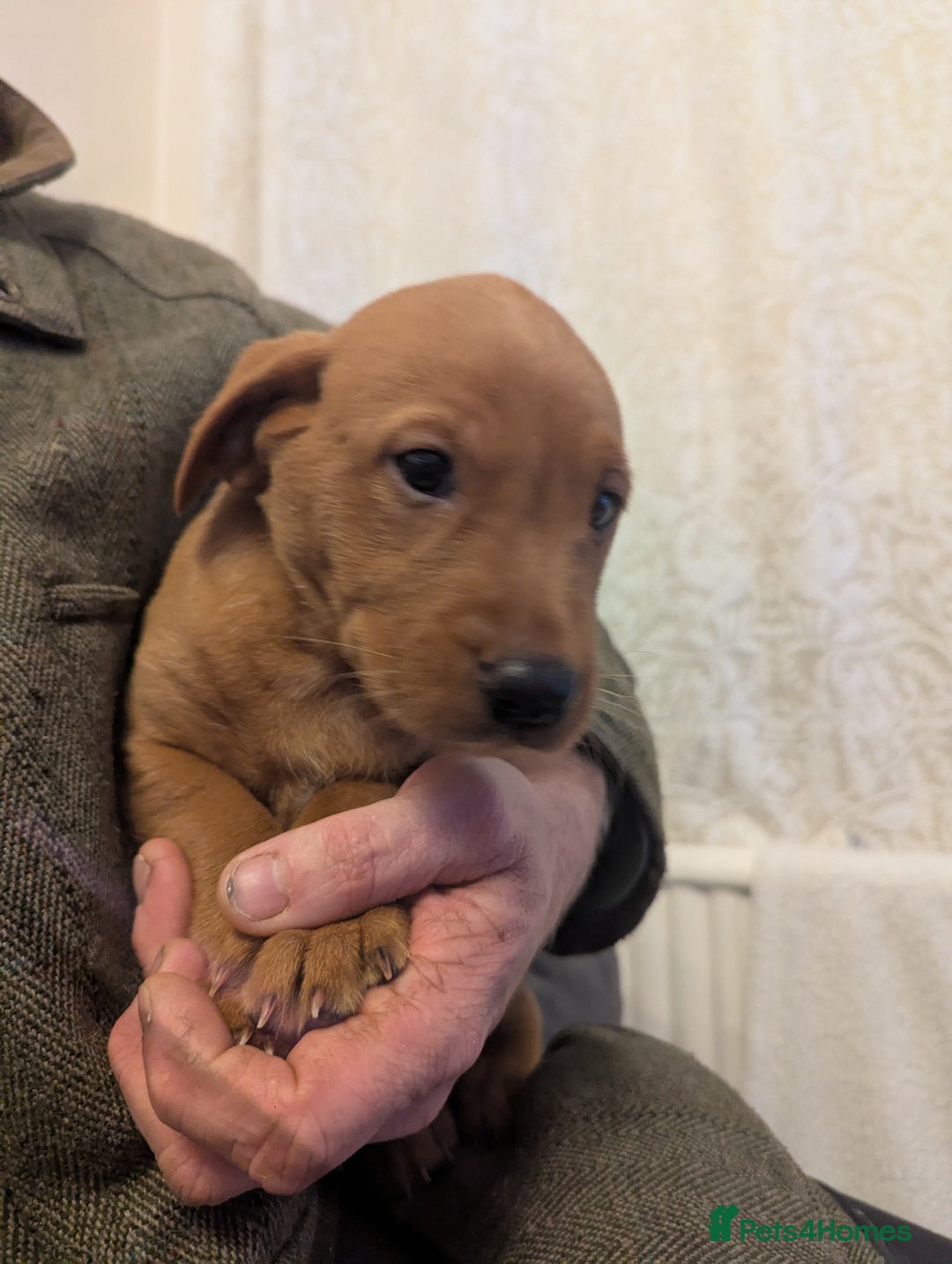 Labrador Retriever dogs for sale: Fox red Labradors  - Advert 13