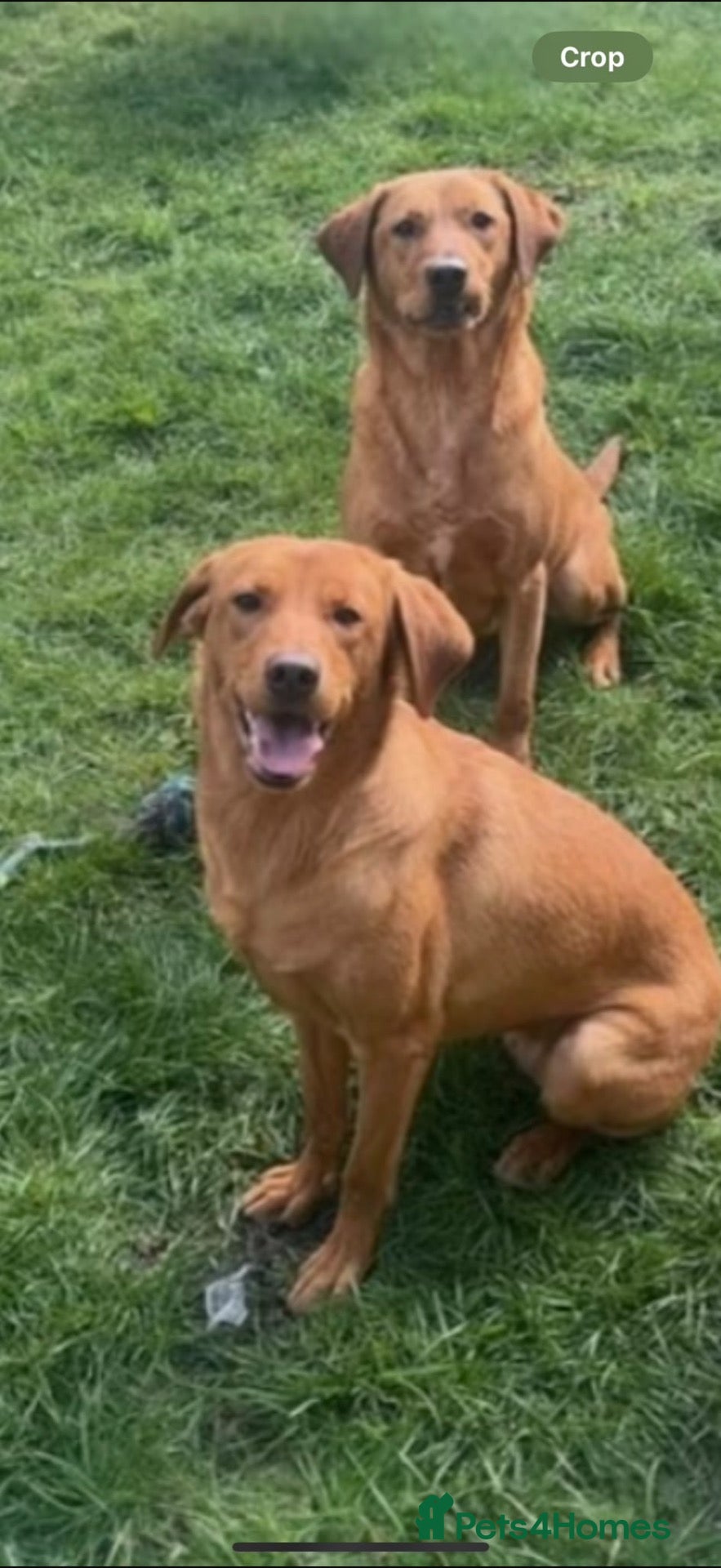 Labrador Retriever dogs Beautiful Kc DNA clear working line labs  - Advert 2