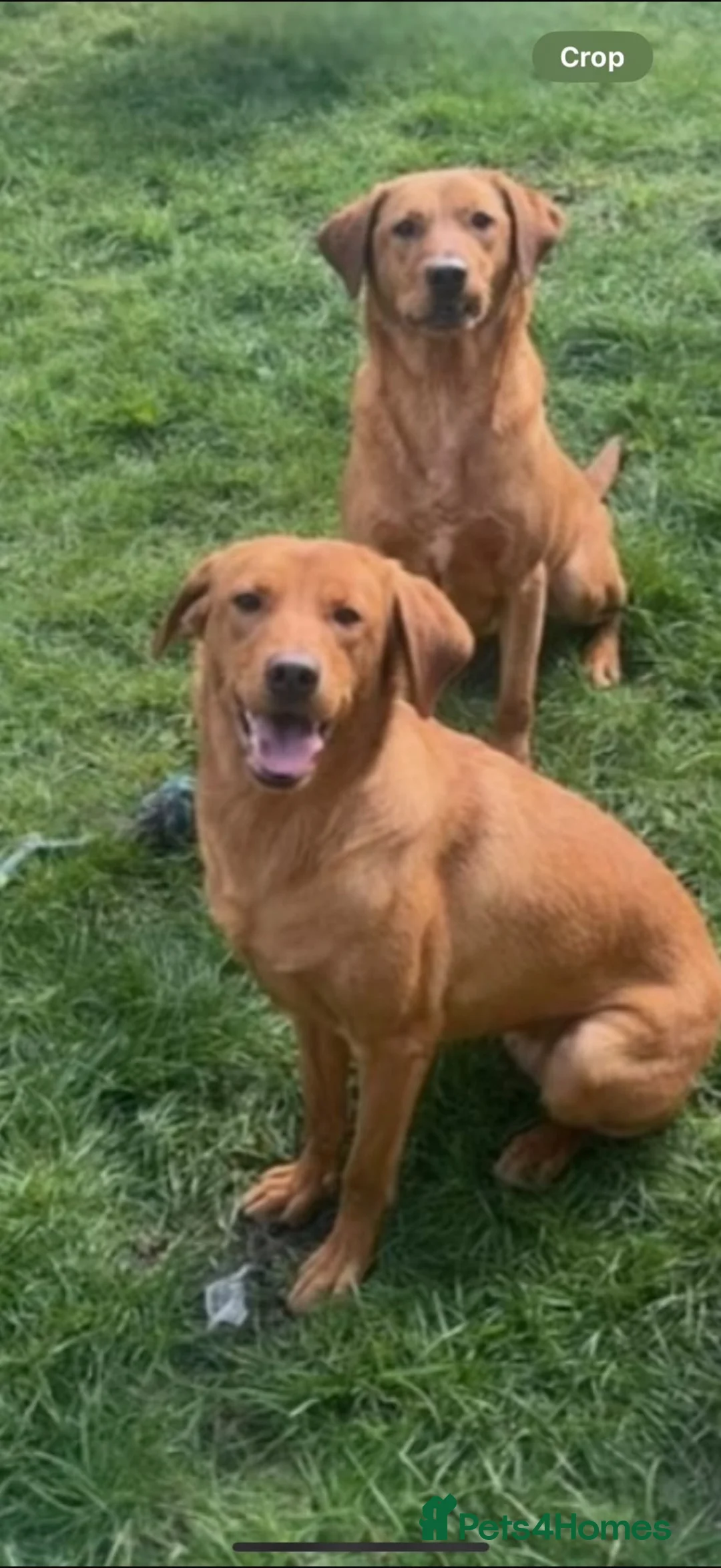 Labrador Retriever dogs for sale: Beautiful Kc DNA clear working line labs  - Advert 2