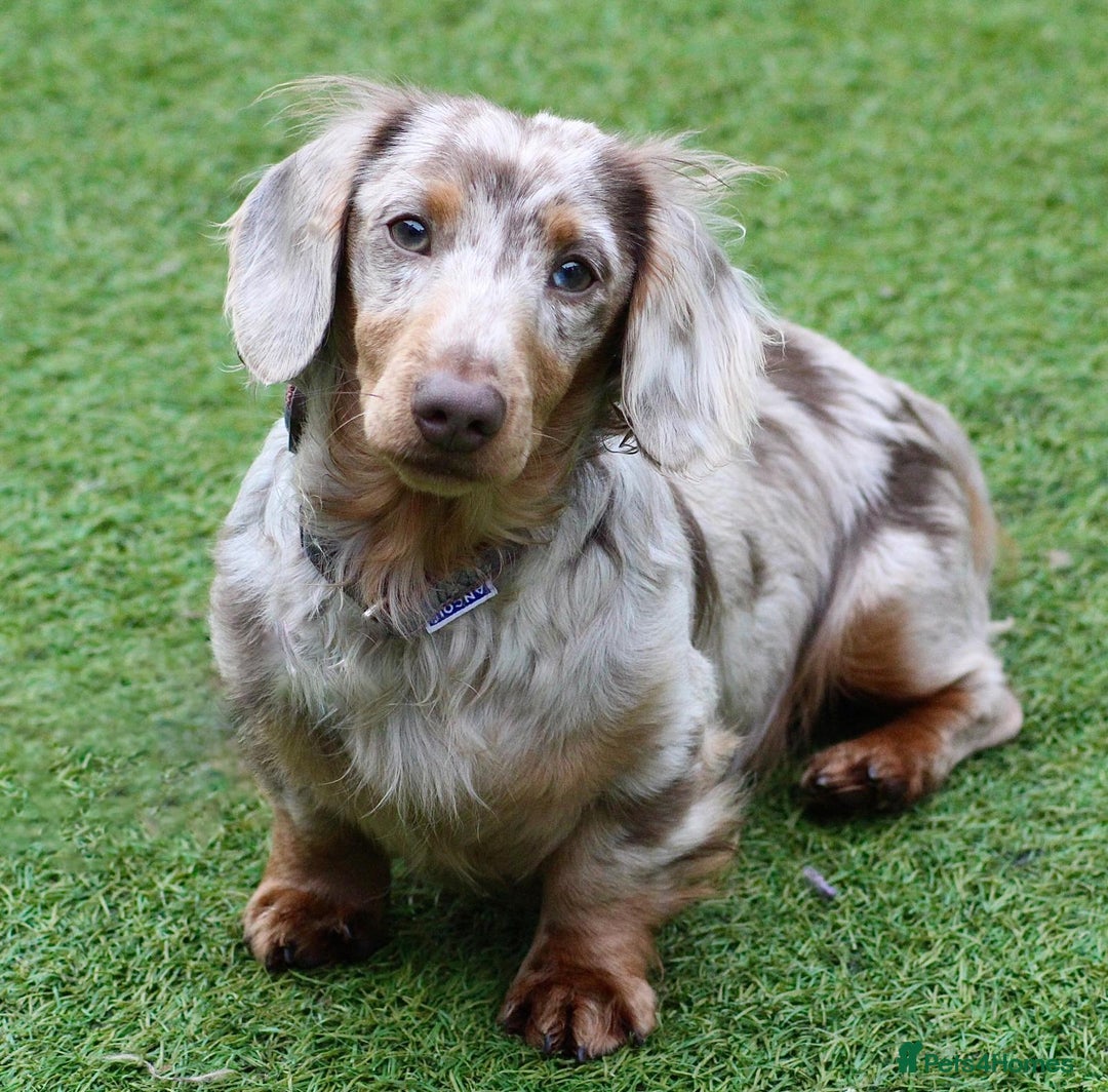 Miniature Dachshund dogs for stud: Tommy Isabella dapple long haired  - Advert 1