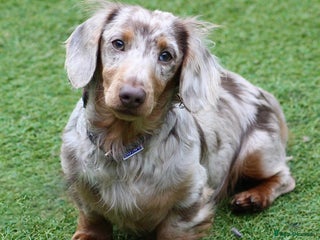Miniature Dachshund dogs Tommy Isabella dapple long haired - Advert 12