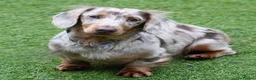 Miniature Dachshund dogs for stud: Tommy Isabella dapple long haired  - Advert 1