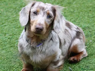 Miniature Dachshund dogs Tommy Isabella dapple long haired - Advert 20