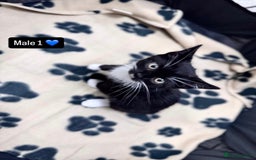 Domestic Shorthair cats for sale: 4 kittens available  - Image 4