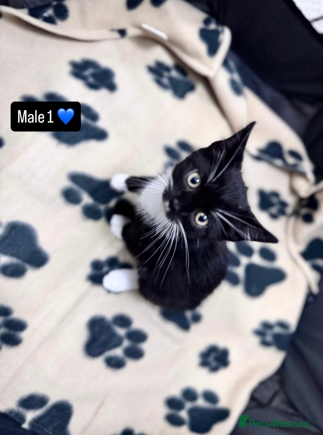 Domestic Shorthair cats for sale: 4 kittens available  - Image 4