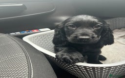Cocker Spaniel dogs for sale: Cocker Spaniel  - Image 11