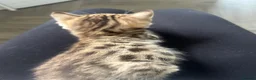 Savannah cats for sale: £700 female only left f3 - Advert 5