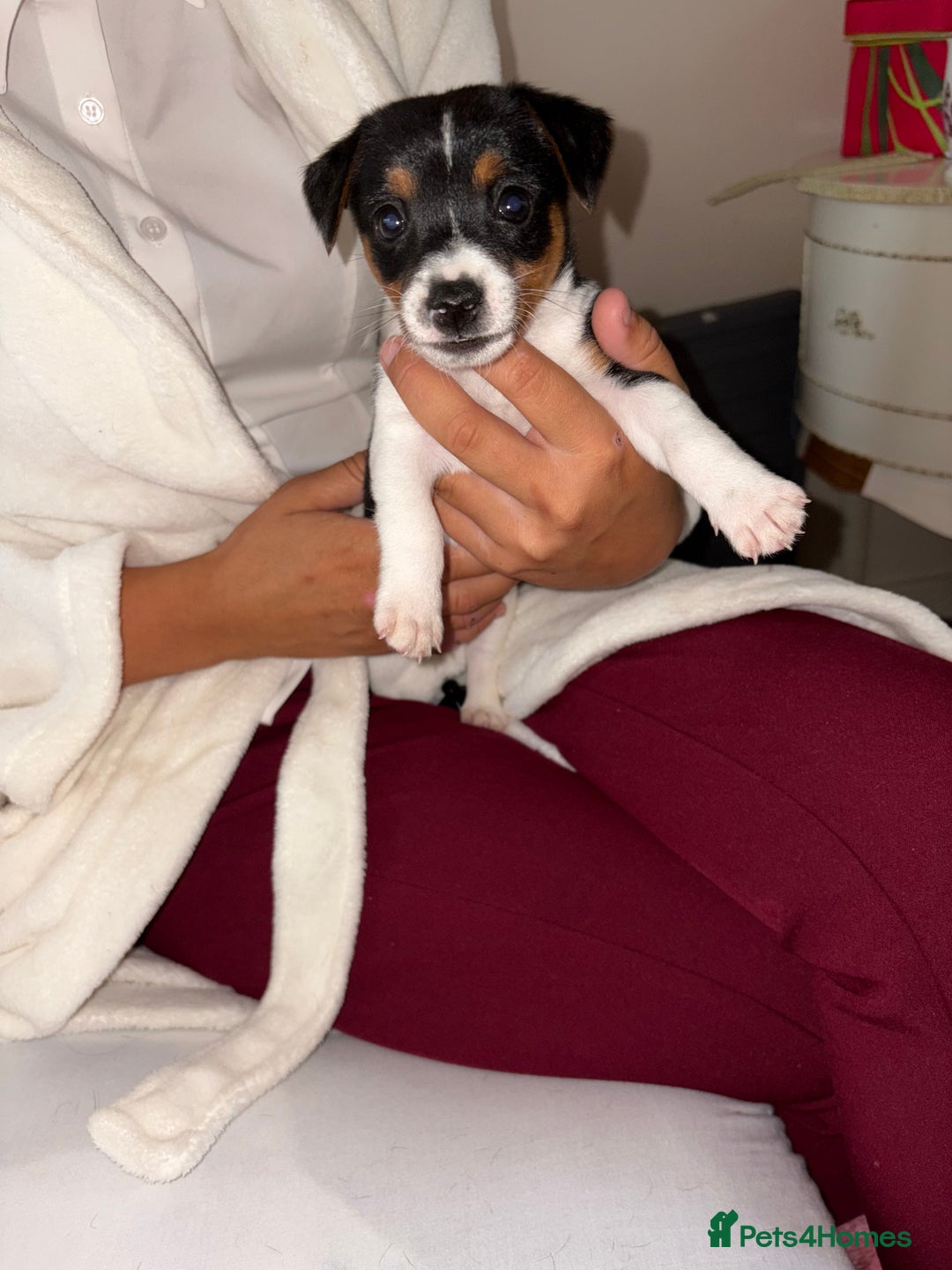 Jack Russell dogs for sale: Jack Russell Pure Breed Puppy’s  - Image 9