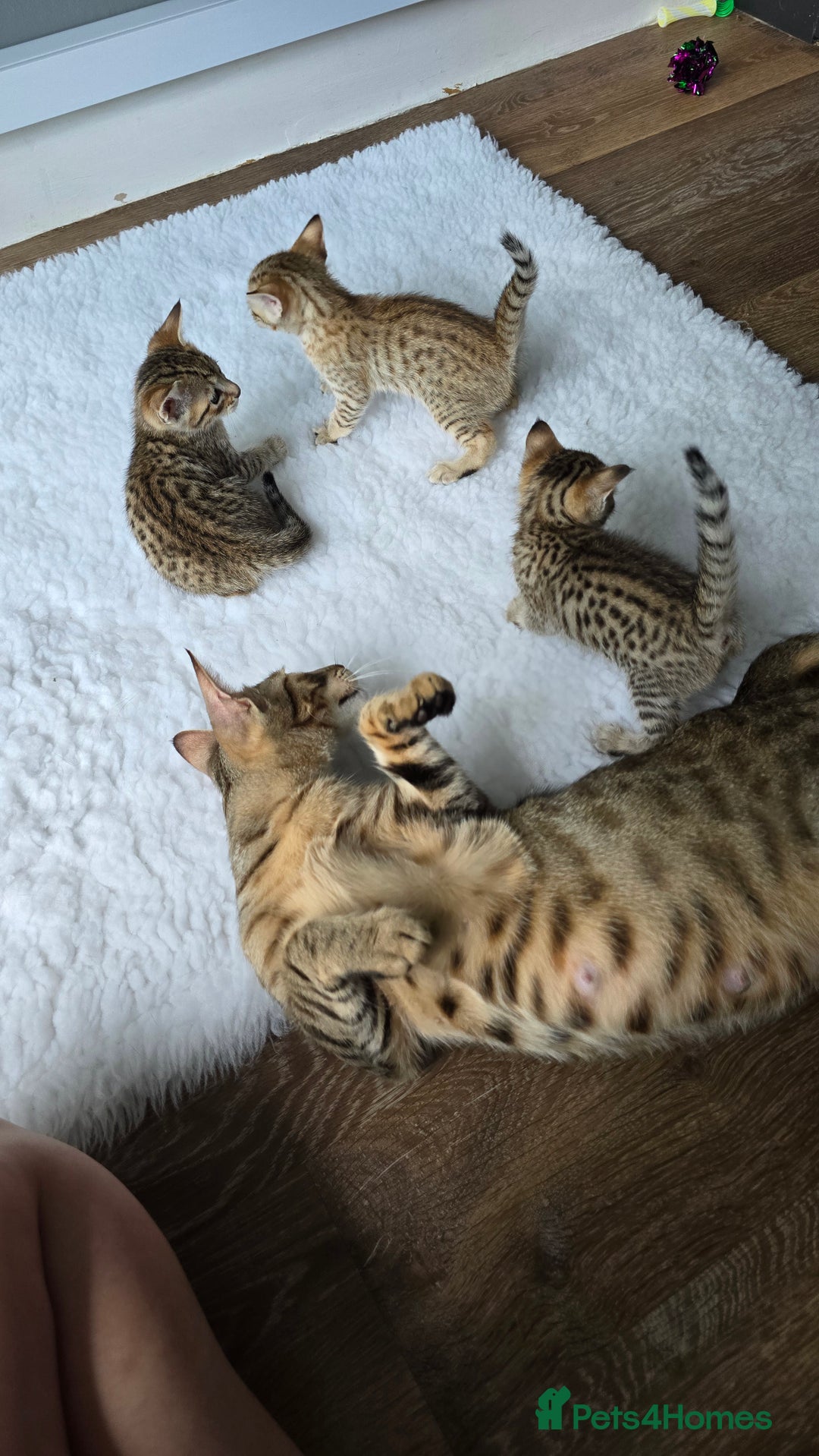 Savannah cats for sale: Savannah kittens F8 - Ready to leave!  - Advert 8