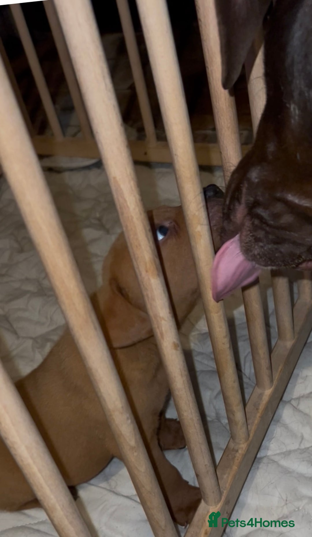 Labrador Retriever dogs for sale: Labrador Puppies - Advert 12