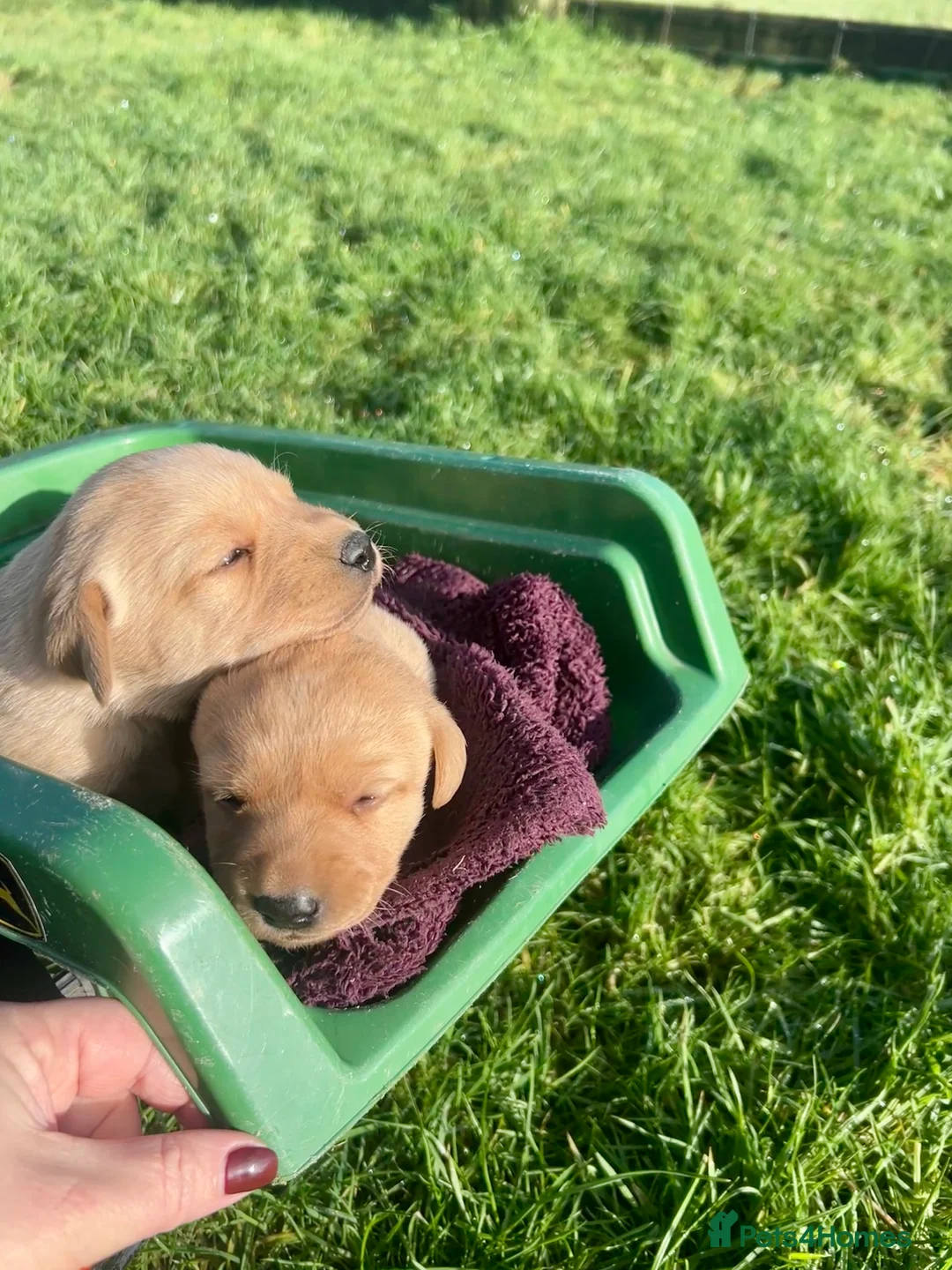 Labrador Retriever dogs for sale: Labrador Puppies - Advert 28