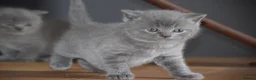 British Shorthair cats for sale: British Blue Shorthair kittens, 2 girls! - Advert 7