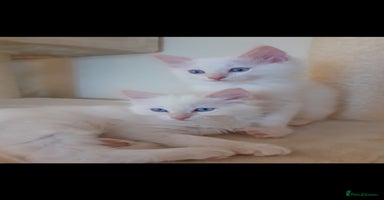Ragdoll cats - Advert 5