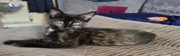 Mixed Breed cats for sale: Mixed breed  in Pontefract - Advert 6