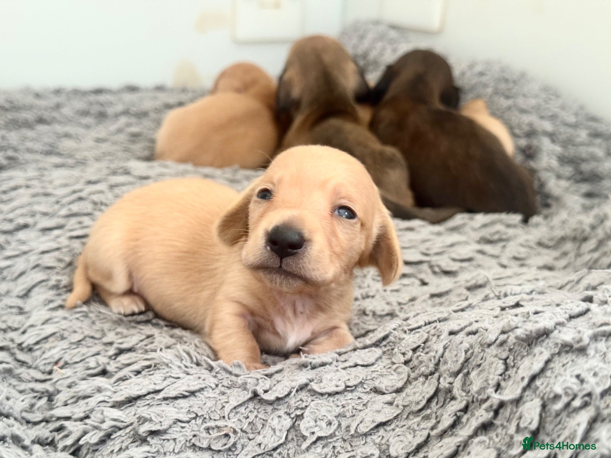 Miniature Dachshund dogs Long/smooth haired cream/Red Mini Dachshund pups - Advert 1