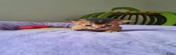 Abyssinian cats for sale: One beautiful Abyssinian boy - Advert 4