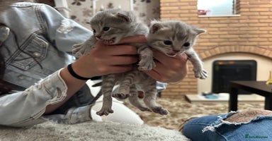 Mixed Breed cats - Advert 1