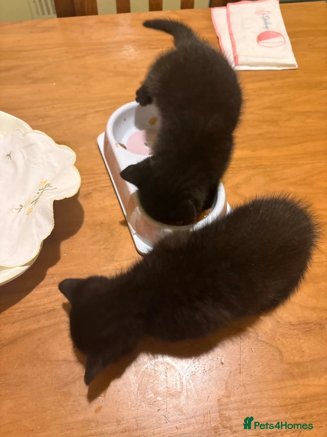 Mixed Breed cats for sale: Black kittens for sale  in Rossendale - Advert 2