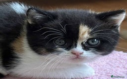 British Shorthair cats for sale: British Shorthair Pedigree Kittens - Image 1