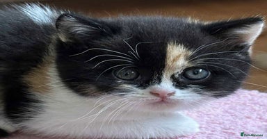 British Shorthair cats - Advert 20