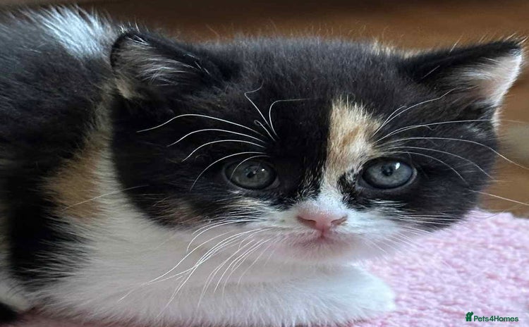 British Shorthair cats - Advert 4