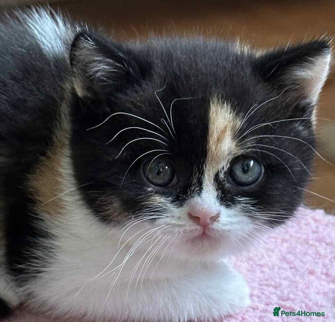 British Shorthair cats for sale: British Shorthair Pedigree Kittens - Image 1