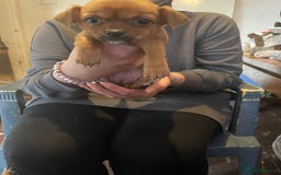 Mixed Breed dogs for sale: Puppies for sale - Image 3