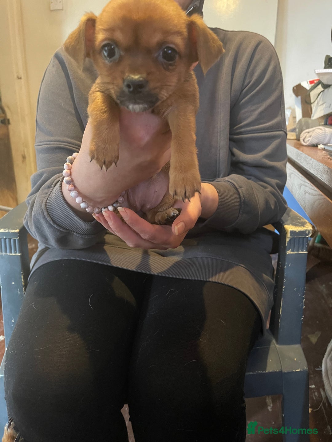 Mixed Breed dogs for sale: Puppies for sale - Image 3