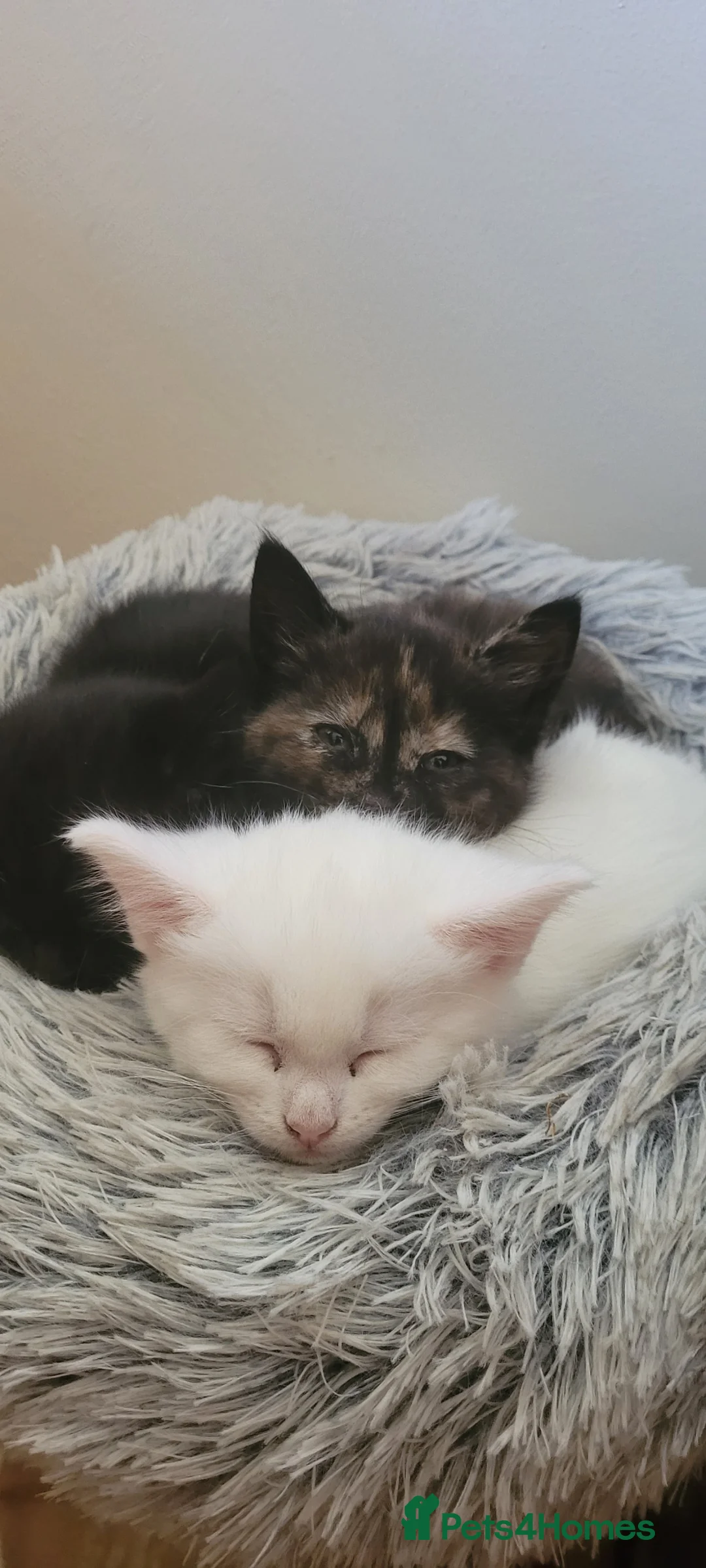 Mixed Breed cats for sale: 3 beautiful kittens. - Advert 1