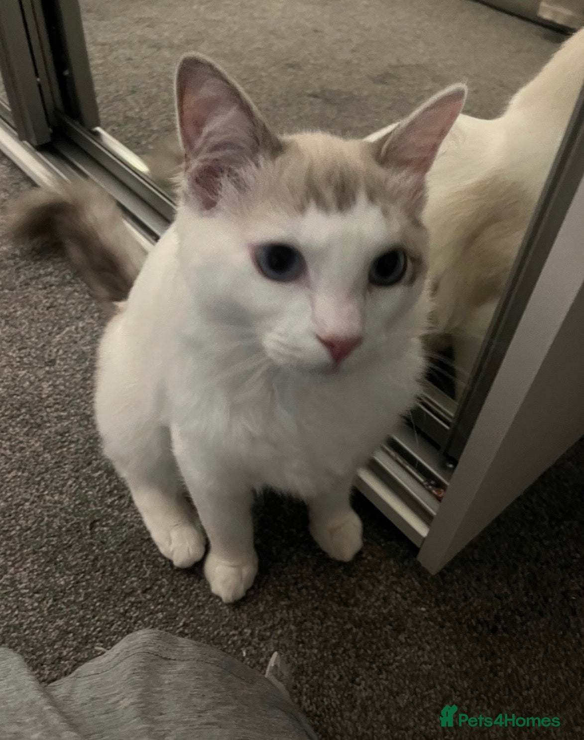 Ragdoll cats 🩵 Beautiful 7-Month-Old Ragdoll Boy - Advert 11