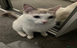 Ragdoll cats for sale: 🩵 Beautiful 7-Month-Old Ragdoll Boy - Image 1