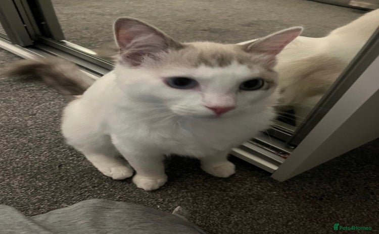 Ragdoll cats - Advert 1