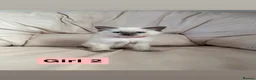 Ragdoll cats for sale: Beautiful litter of 3 stunning ragdolls - Advert 7