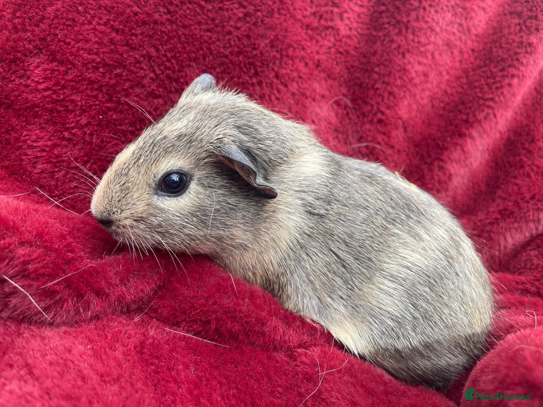 Guinea Pig rodents for sale: Boy Guinea Pigs  - Image 2