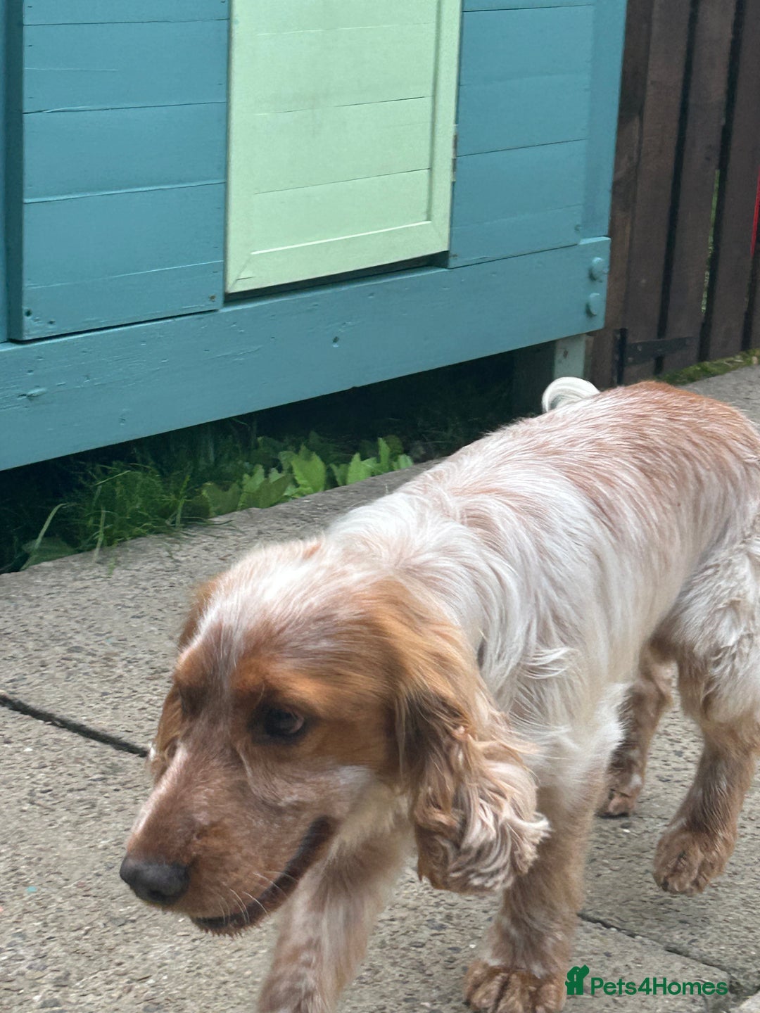 Cocker Spaniel dogs for sale: Male cocker spaniel - Image 9
