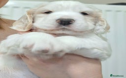Cocker Spaniel dogs for sale: Beautiful cocker spaniel boys - Image 3