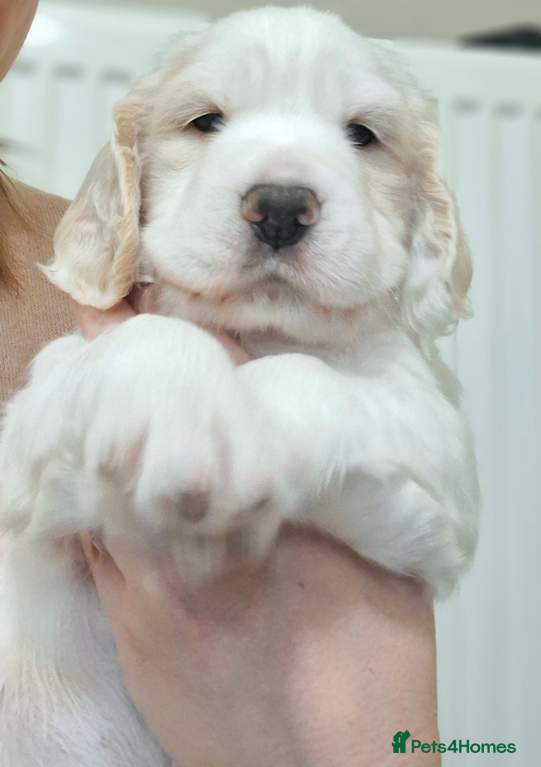 Cocker Spaniel dogs for sale: Beautiful cocker spaniel boys - Image 3