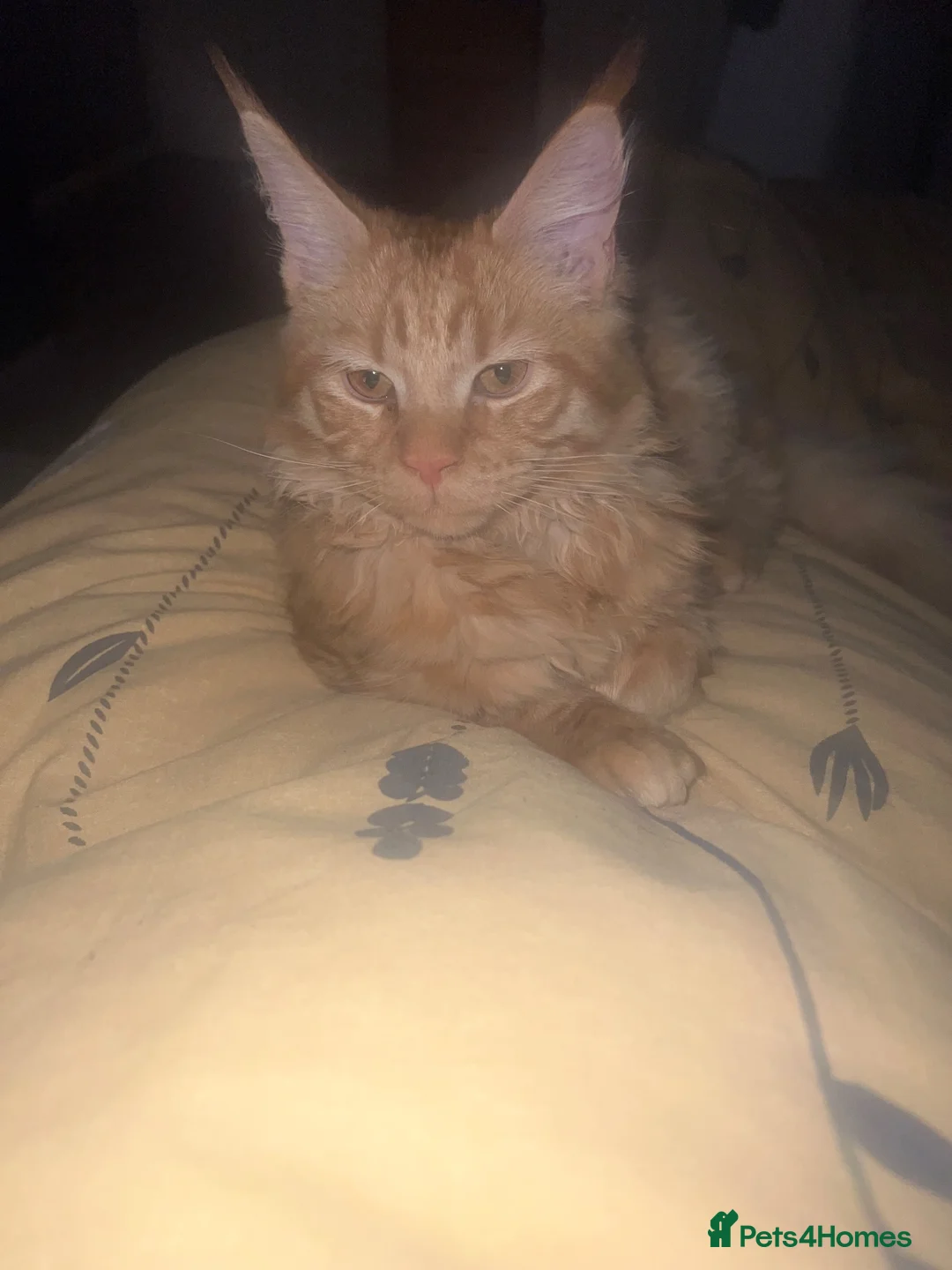 Maine Coon cats for sale: Ginger 3/4 Maine Coon and Khao Manee - Theodore  - Advert 18