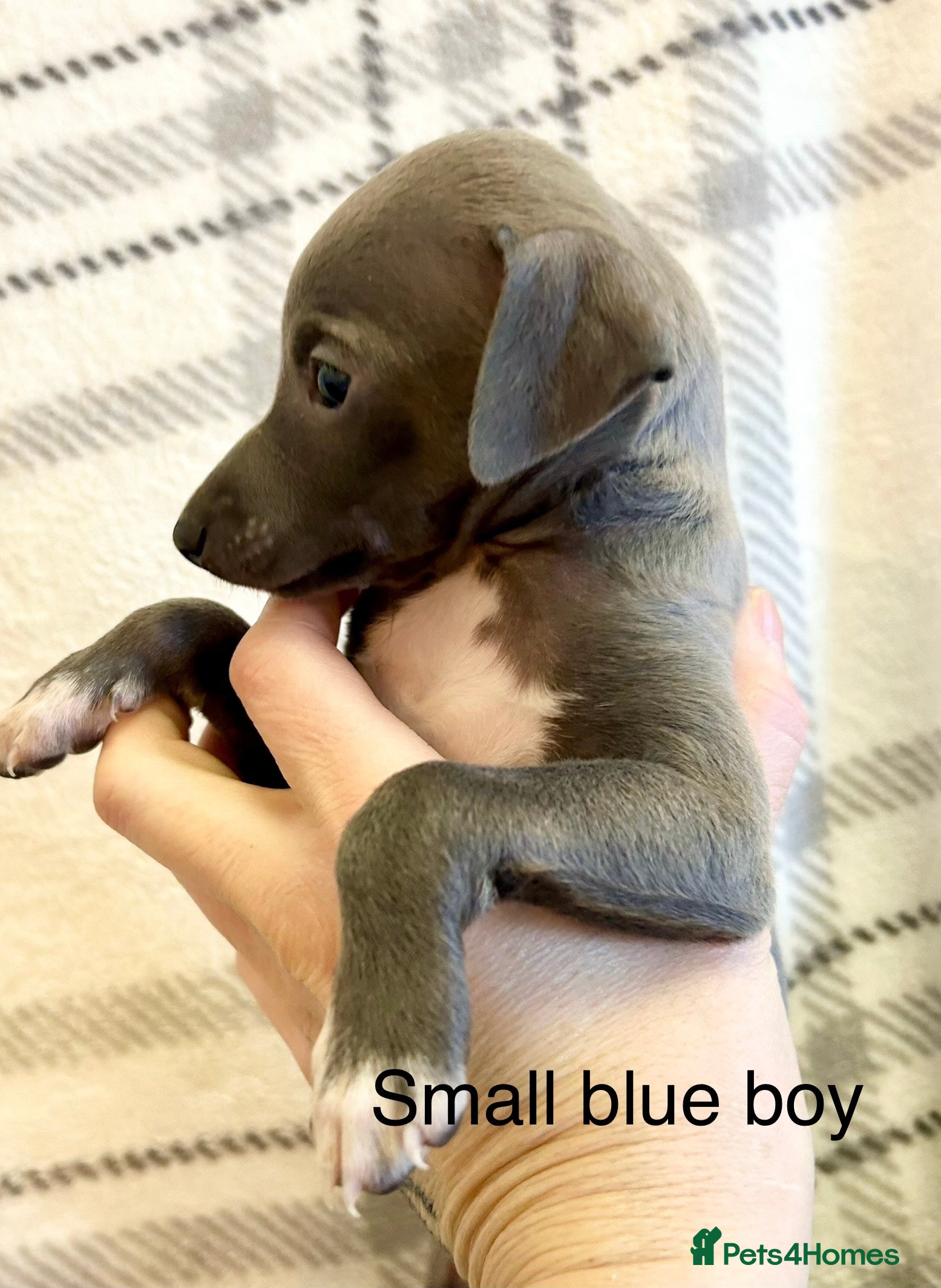 Italian Greyhound dogs 🐾Exceptional litter of KC Italian Greyhounds 🐾 - Advert 1