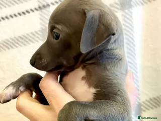 Italian Greyhound dogs 🐾Exceptional litter of KC Italian Greyhounds 🐾 - Advert 1