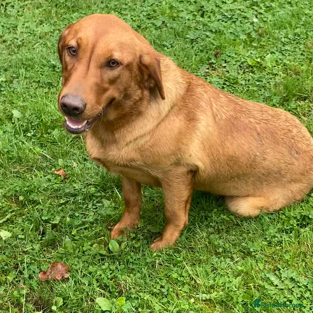 Labrador Retriever dogs for sale: 1st Class ⭐️⭐️⭐️⭐️⭐️ Licensed - Advert 2