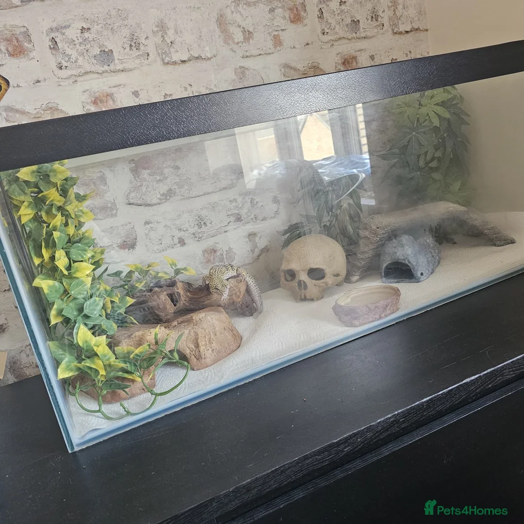 Leopard Gecko reptiles for sale: Leopard gecko and full enclosure - Advert 2