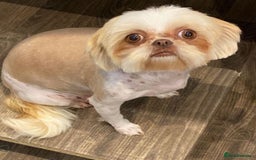 Shih Tzu dogs for sale: 💙🩷Two Beautiful Shih Tzu Puppies Available  - Image 6
