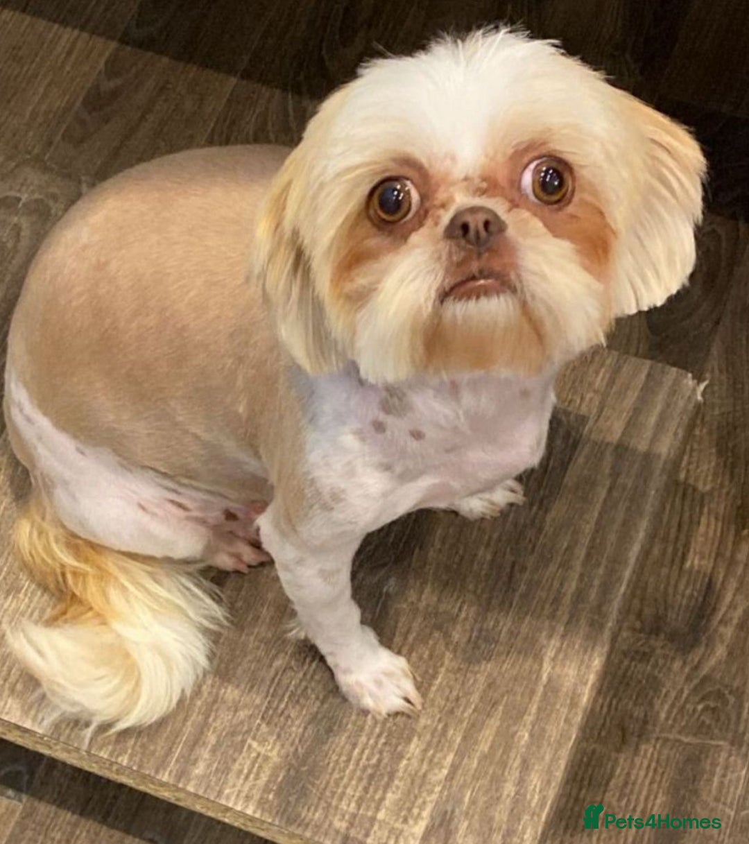 Shih Tzu dogs for sale: 💙🩷Two Beautiful Shih Tzu Puppies Available  - Image 6